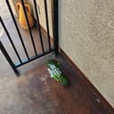 TEB bag on a rust-colored concrete porch for pickup